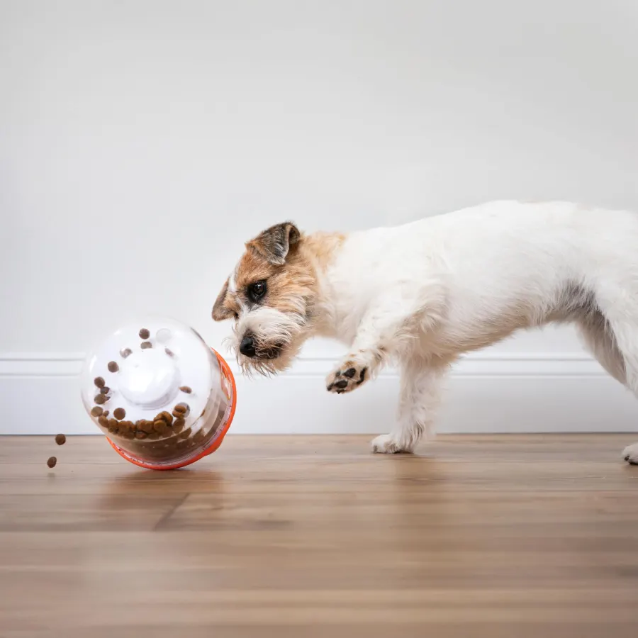 A small white and tan dog nudges a clear treat-dispensing ball on a wood floor against a pale wall.